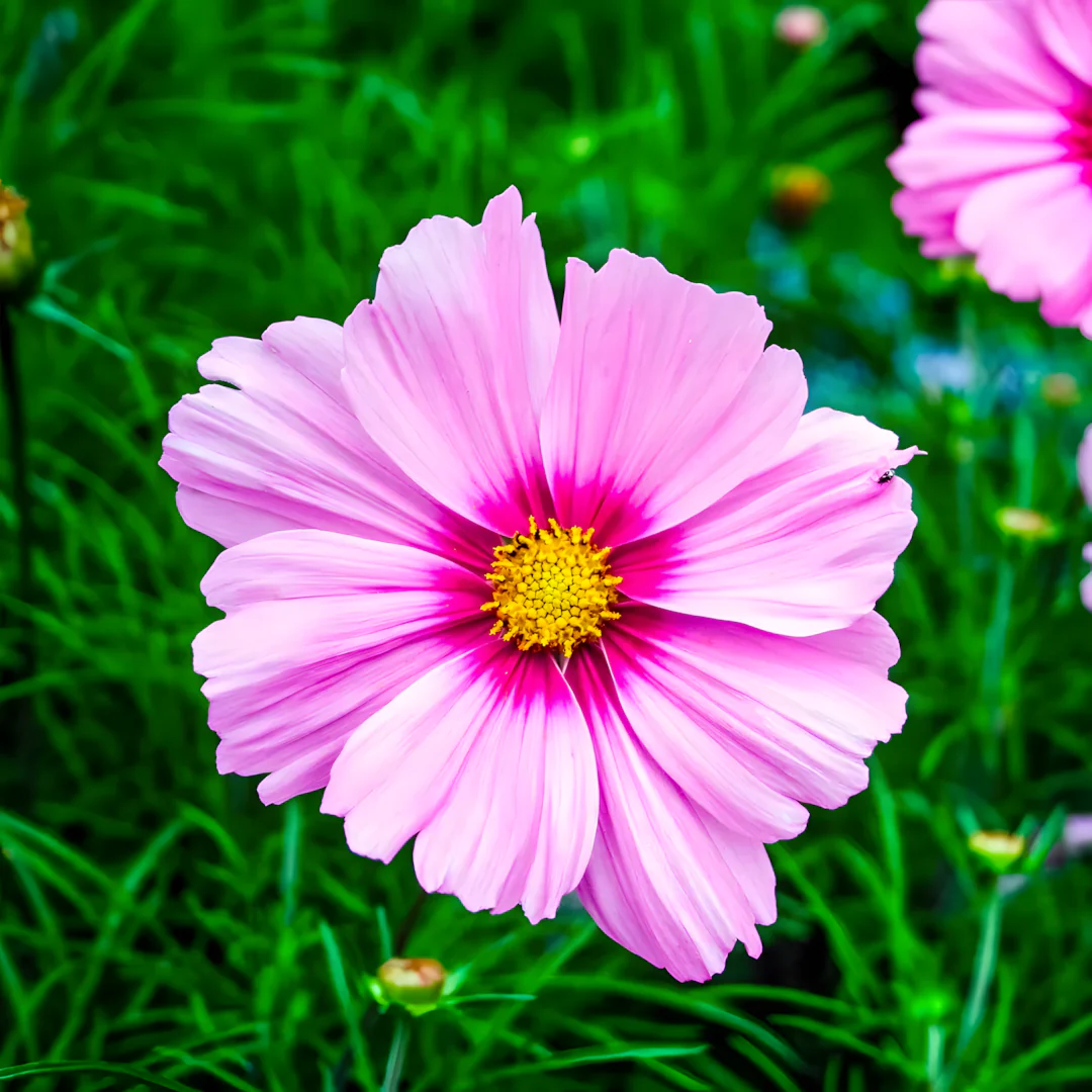Crazy For Mixed Cosmos Flower Seed - Image 4