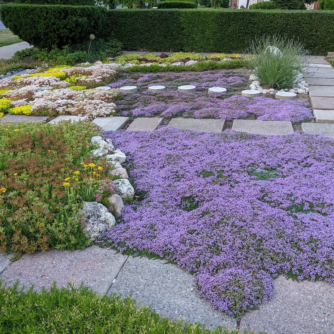 Creeping Thyme Seeds - Image 2