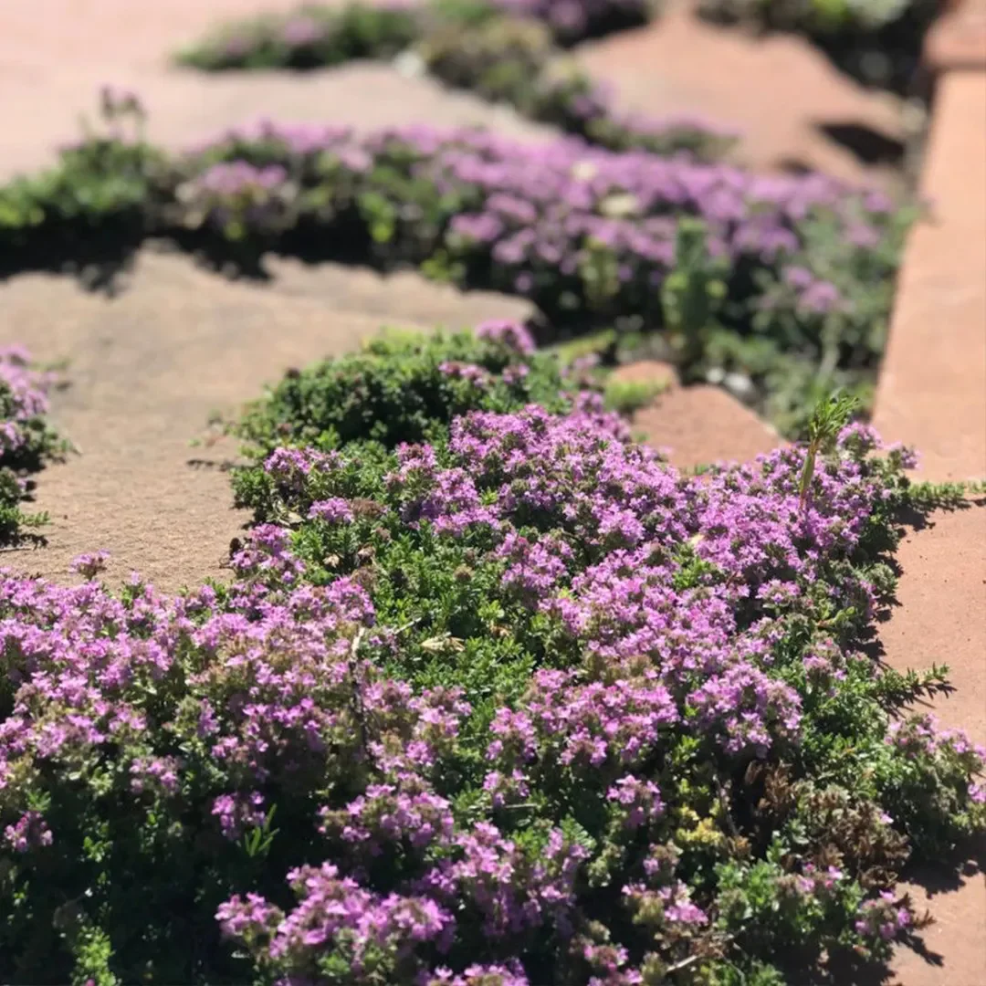 Creeping Thyme Seeds - Image 3