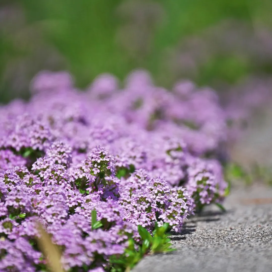 Creeping Thyme Seeds - Image 4
