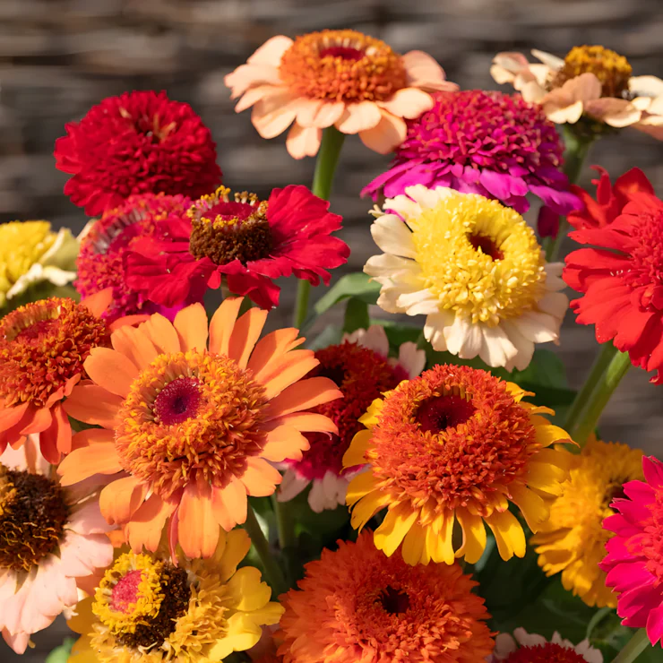 Crestar Mix Zinnia Seeds - Image 4