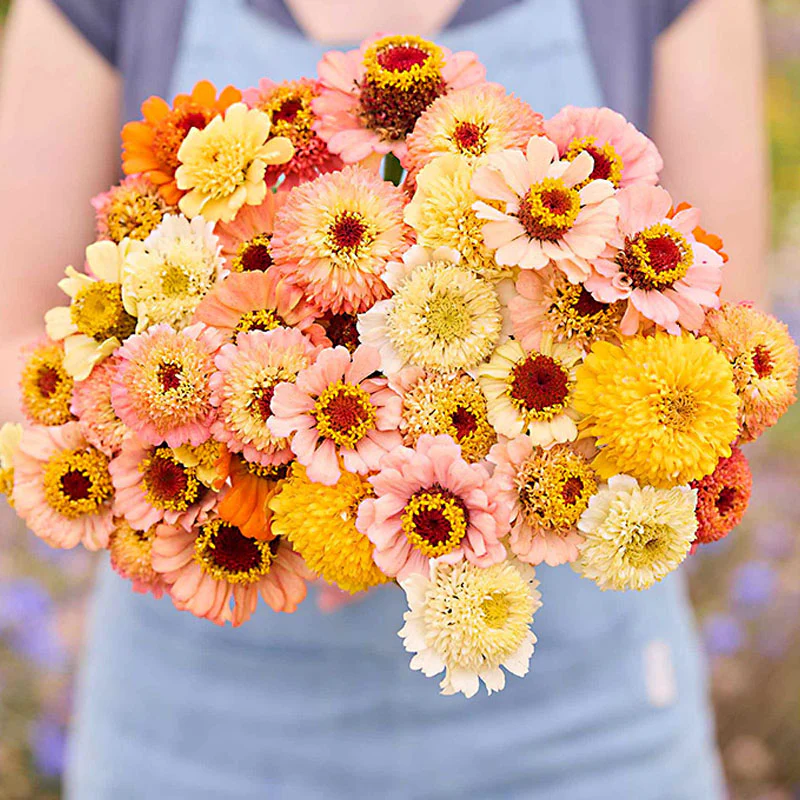 Cresto! Peaches & Cream Zinnia Seeds - Image 2