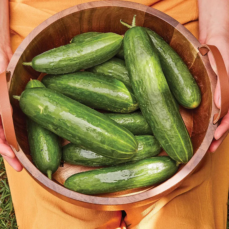 Cucumber, Bragger Hybrid - Image 2