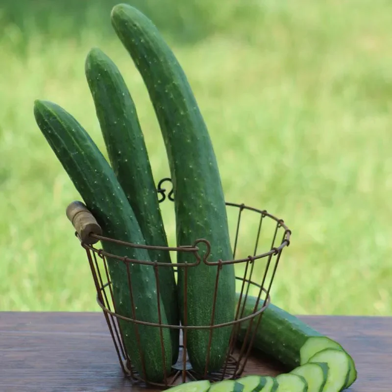 Cucumber Burpless 26 F1 - Image 2