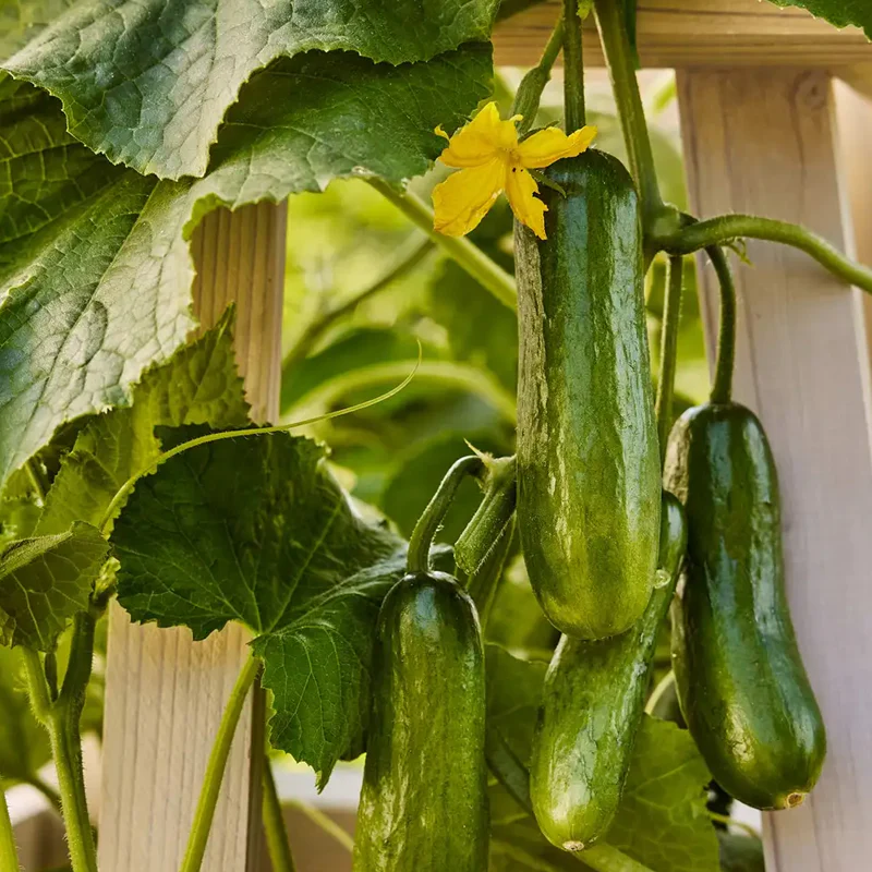 Cucumber, Mini, Party Time Hybrid - Image 3