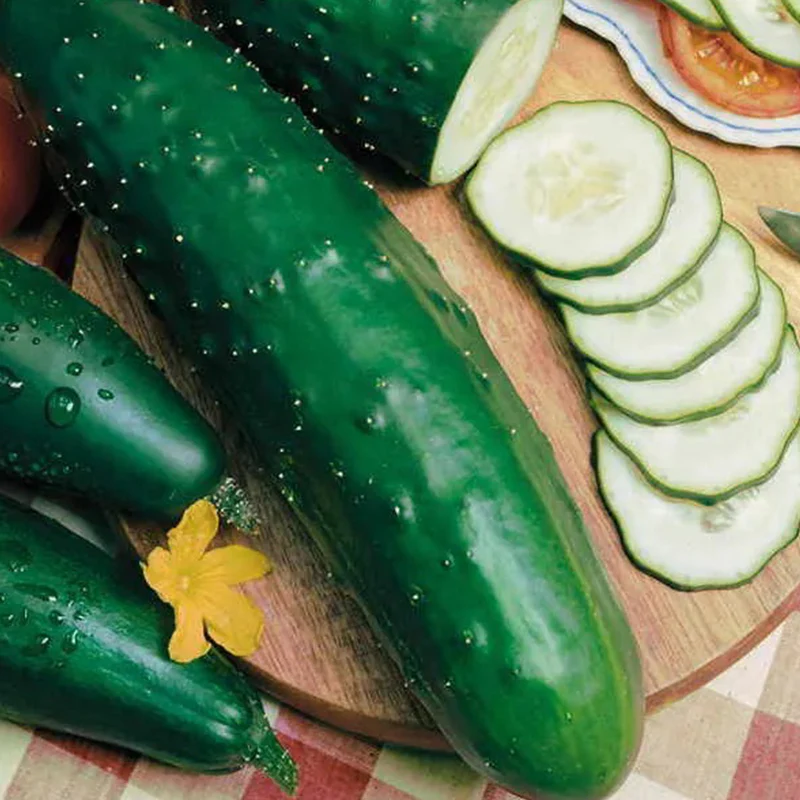 Cucumber Paraiso F1 Organic - Image 3