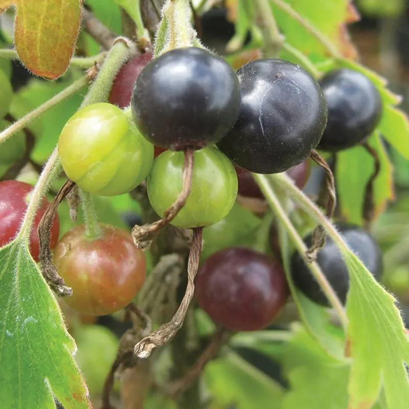 Currant, Consort Black - Image 3