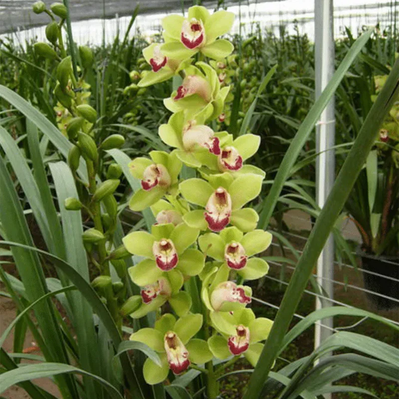 Cymbidium Orchid Seeds-Light Green - Image 5