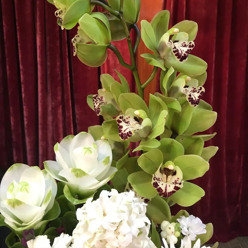 Cymbidium Orchid Seeds-Light Green - Image 6