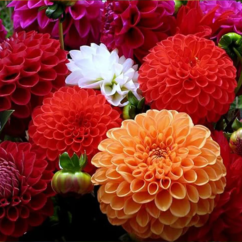 Dahlia Ball Pompon Mix Seeds Annual Flowers Beautiful for Planting - Image 4