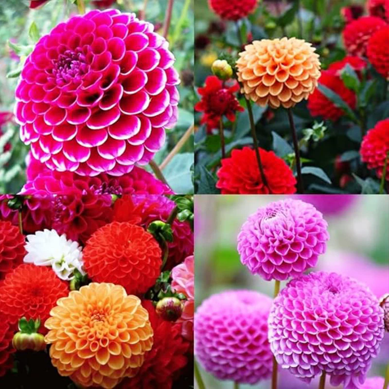 Dahlia Ball Pompon Mix Seeds Annual Flowers Beautiful for Planting - Image 7