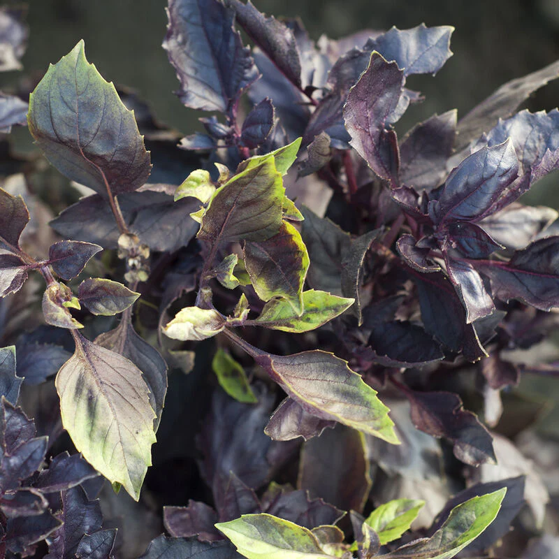Dark Opal Basil Seed