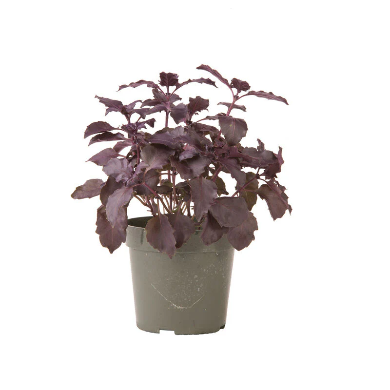 Dark Opal Basil Seed - Image 2