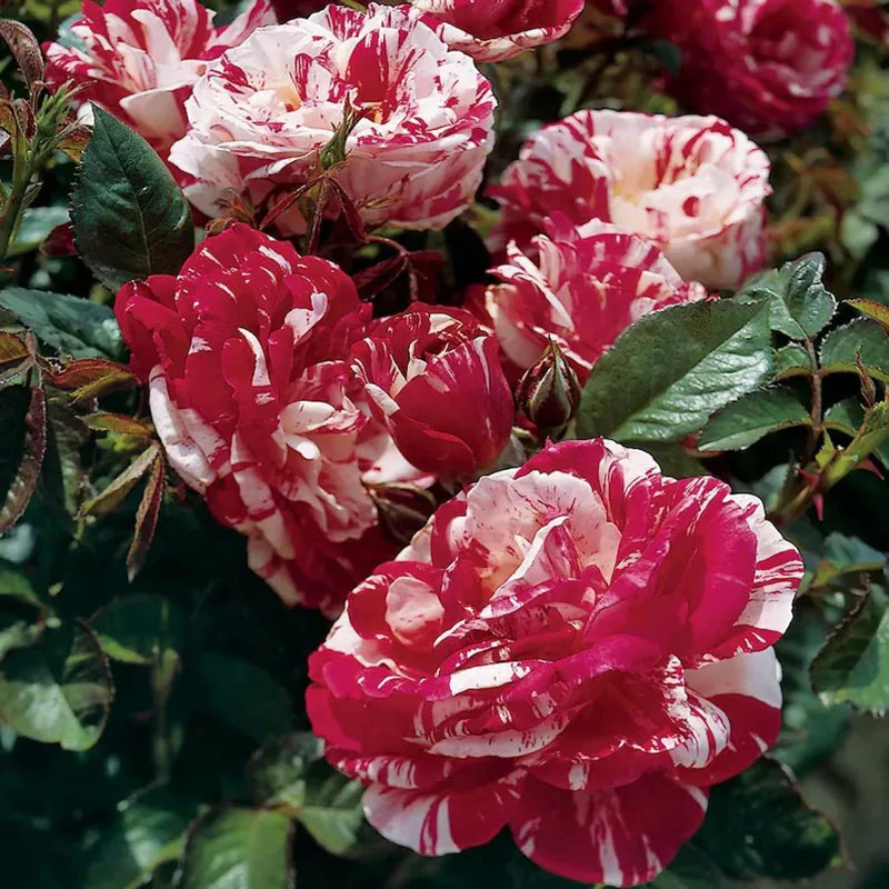 Dark Red White Rose Seeds