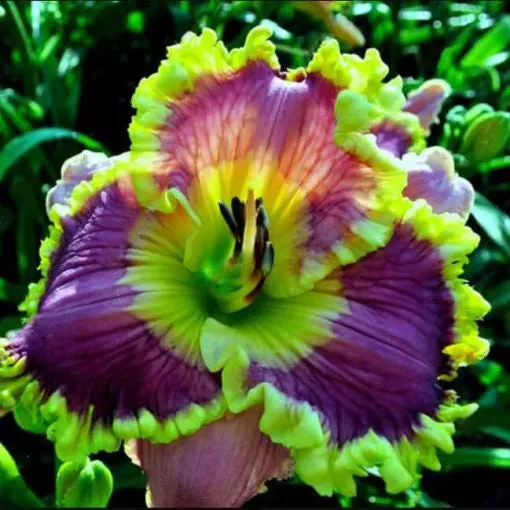 Daylily Hybrid Flowers Seeds, Hemerocallis Hybrid - Image 10