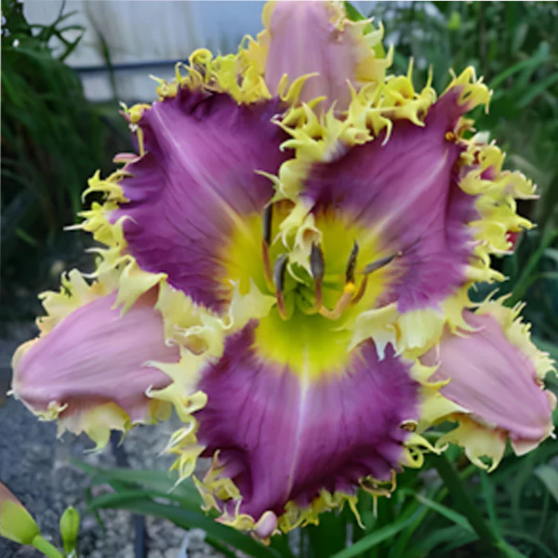 Daylily Hybrid Flowers Seeds, Hemerocallis Hybrid - Image 11