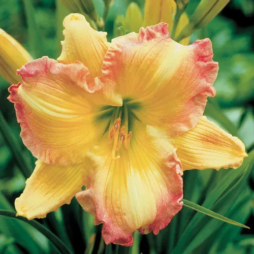 Daylily Hybrid Flowers Seeds, Hemerocallis Hybrid - Image 12