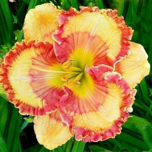 Daylily Hybrid Flowers Seeds, Hemerocallis Hybrid - Image 13