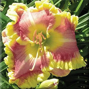 Daylily Hybrid Flowers Seeds, Hemerocallis Hybrid - Image 14