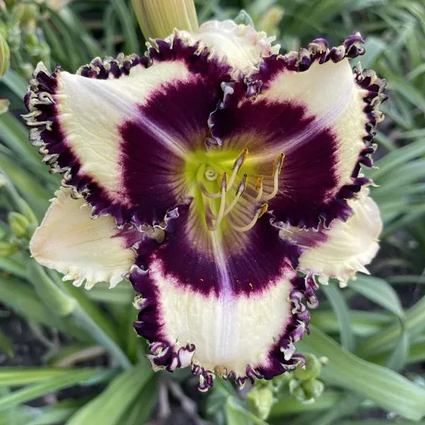 Daylily Hybrid Flowers Seeds, Hemerocallis Hybrid - Image 16