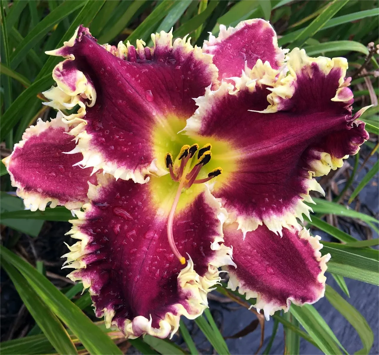 Daylily Hybrid Flowers Seeds, Hemerocallis Hybrid - Image 17