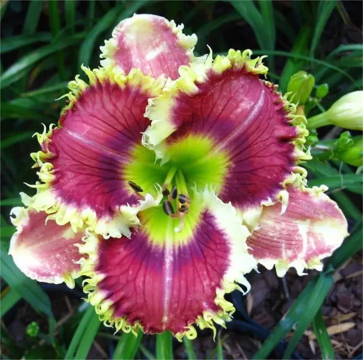 Daylily Hybrid Flowers Seeds, Hemerocallis Hybrid - Image 18