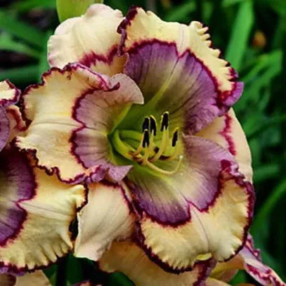Daylily Hybrid Flowers Seeds, Hemerocallis Hybrid - Image 19