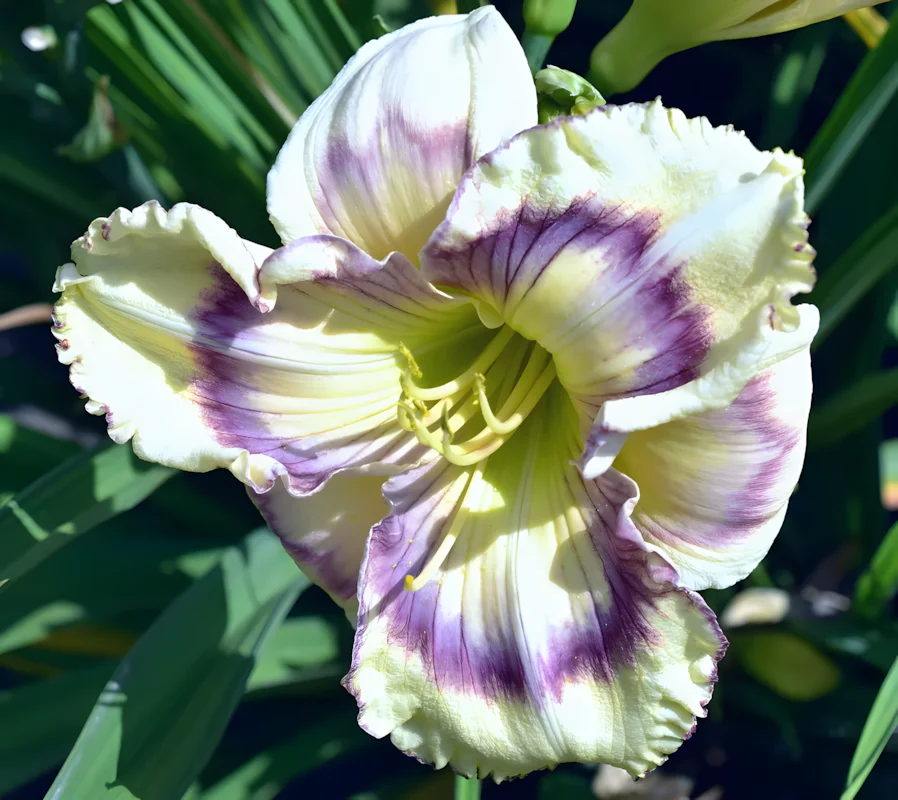 Daylily Hybrid Flowers Seeds, Hemerocallis Hybrid - Image 2