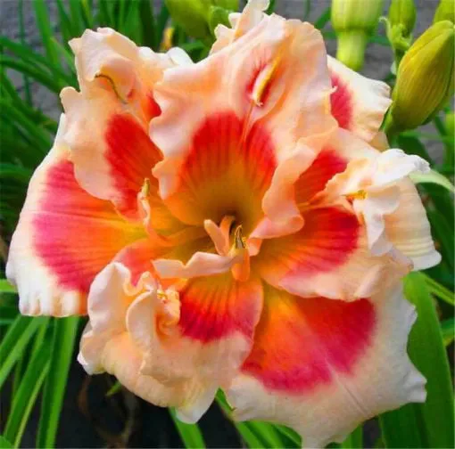 Daylily Hybrid Flowers Seeds, Hemerocallis Hybrid - Image 22