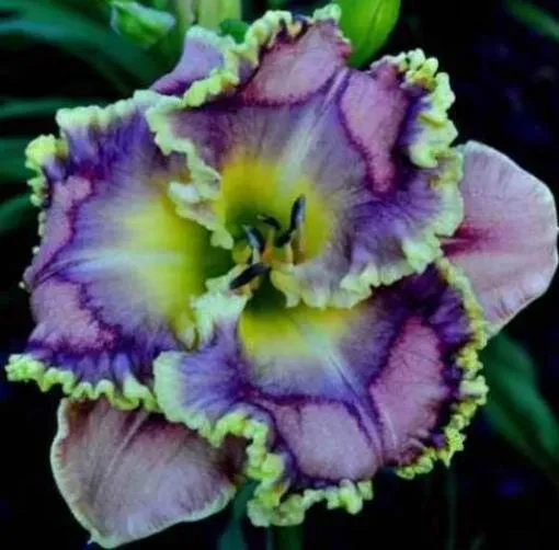 Daylily Hybrid Flowers Seeds, Hemerocallis Hybrid - Image 23