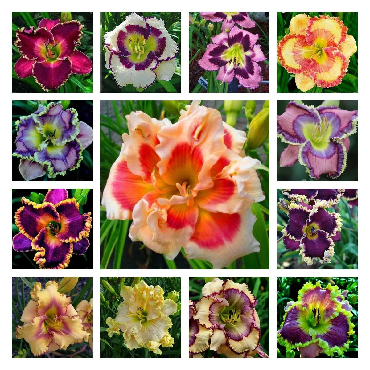 Daylily Hybrid Flowers Seeds, Hemerocallis Hybrid - Image 24