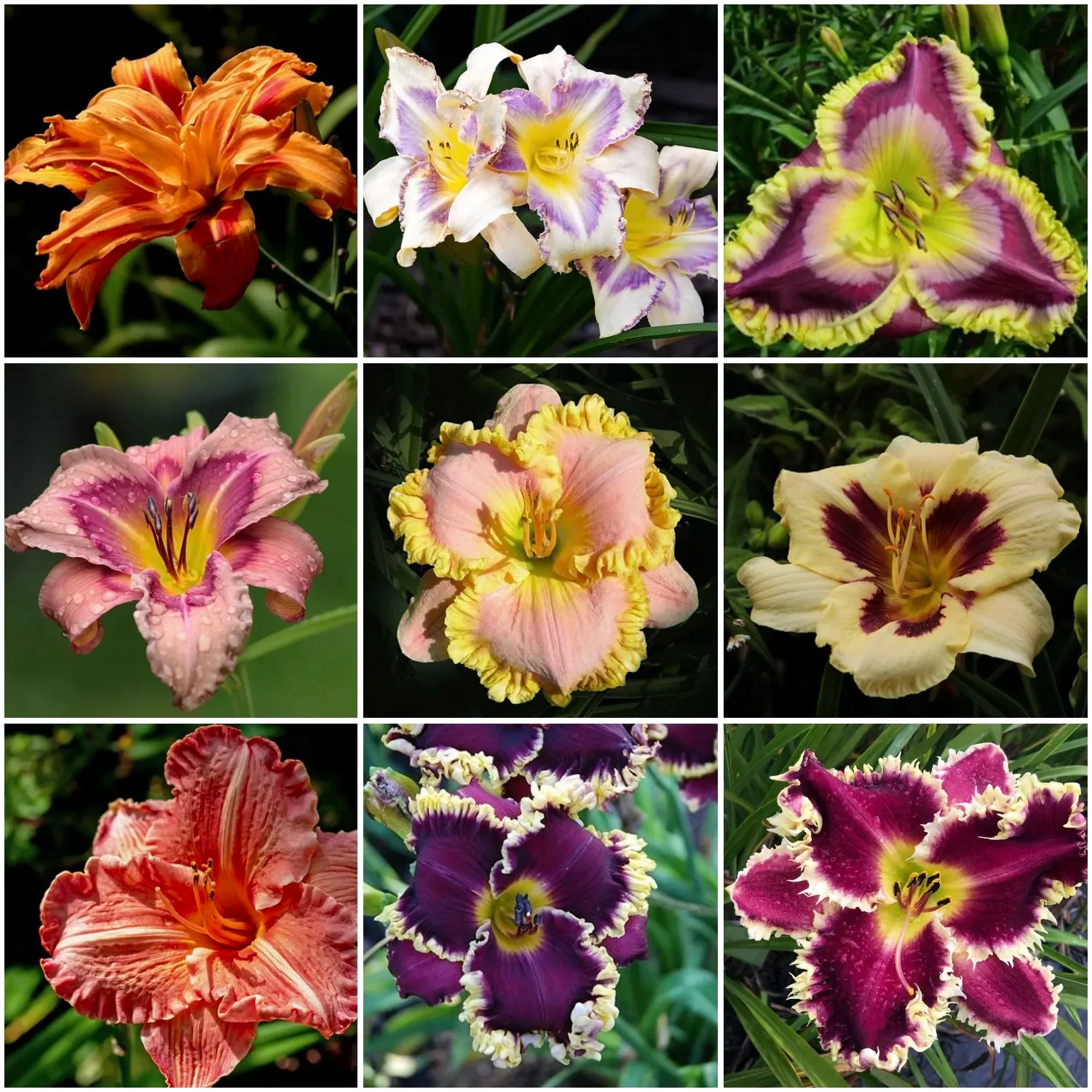Daylily Hybrid Flowers Seeds, Hemerocallis Hybrid - Image 25