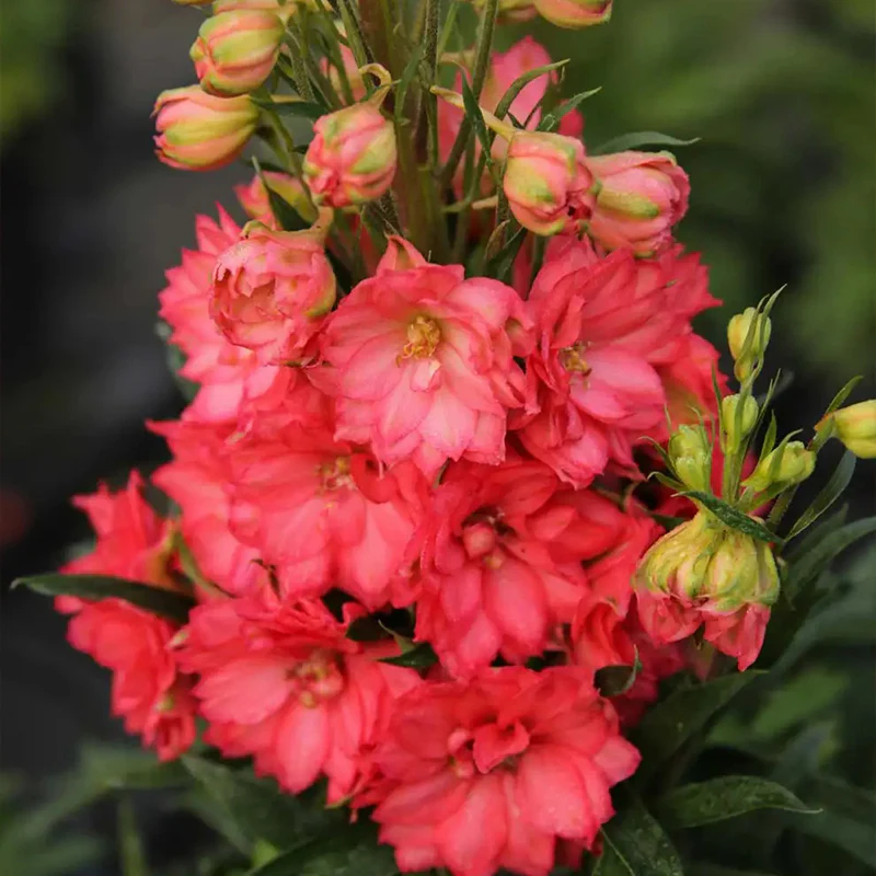 Delphinium, Red Lark - Image 3