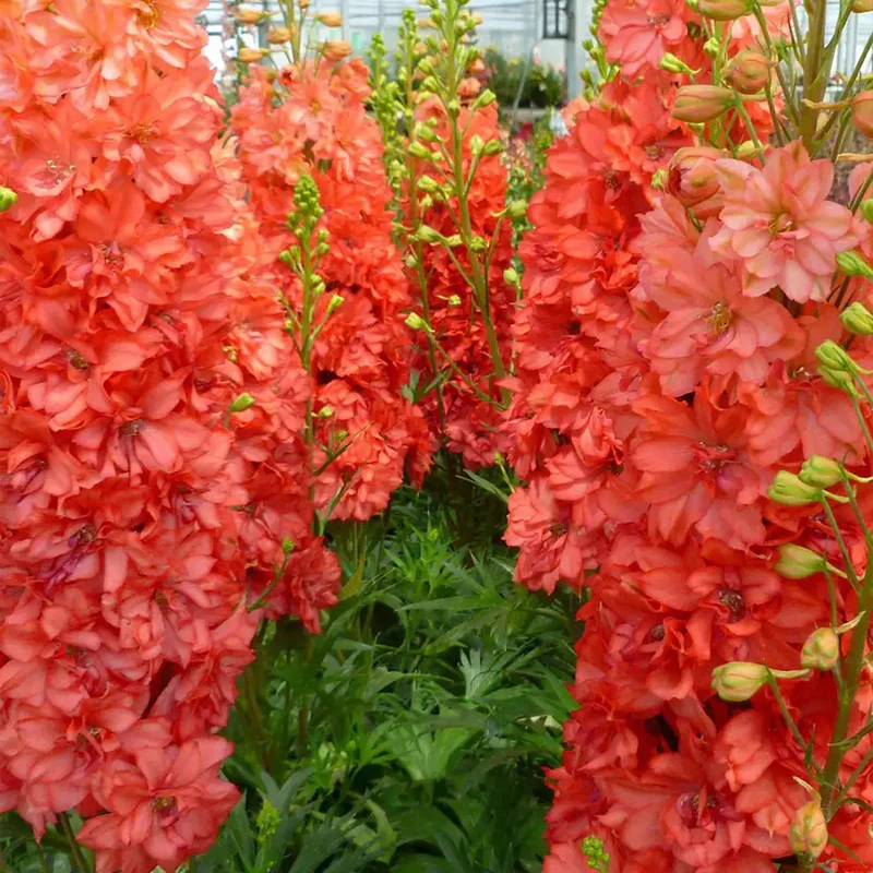 Delphinium, Red Lark - Image 4