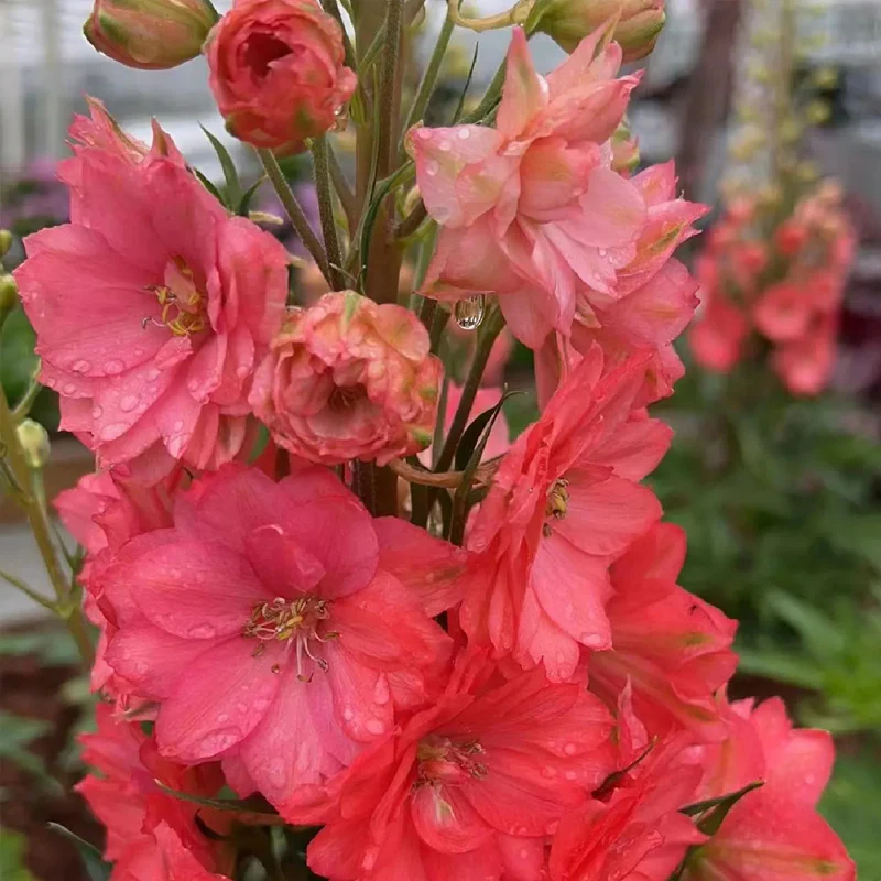 Delphinium Seeds Suitable for autumn & winter - Image 10