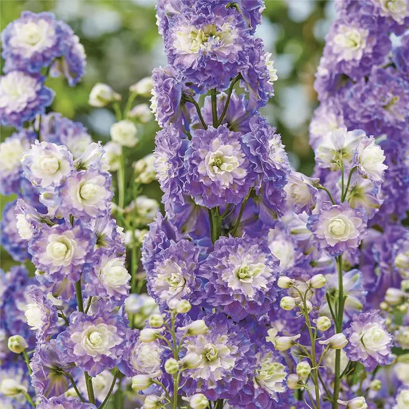 Delphinium Seeds Suitable for autumn & winter - Image 6