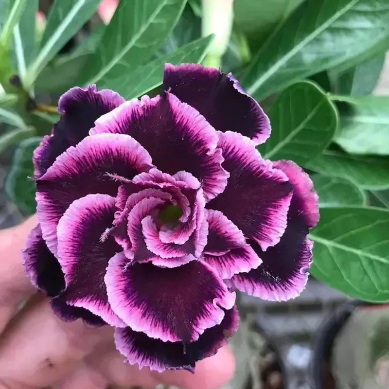 Desert Rose Grace - Image 3