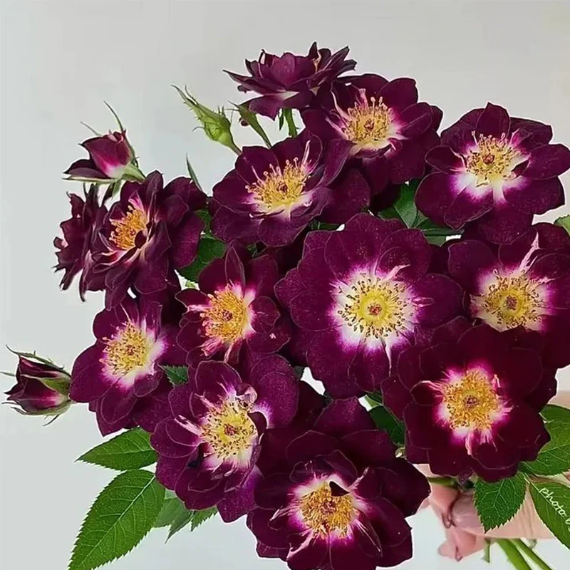 'Diamond Eye' Rose Seeds - Image 3