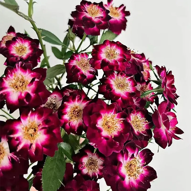 'Diamond Eye' Rose Seeds - Image 4