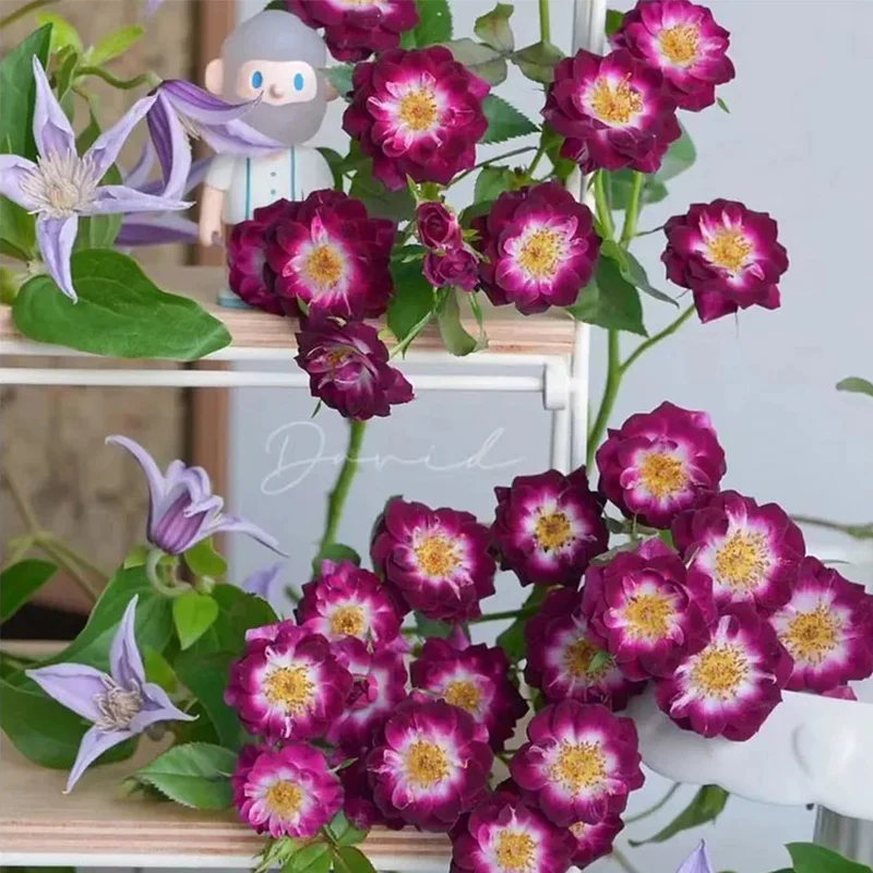 'Diamond Eye' Rose Seeds - Image 5