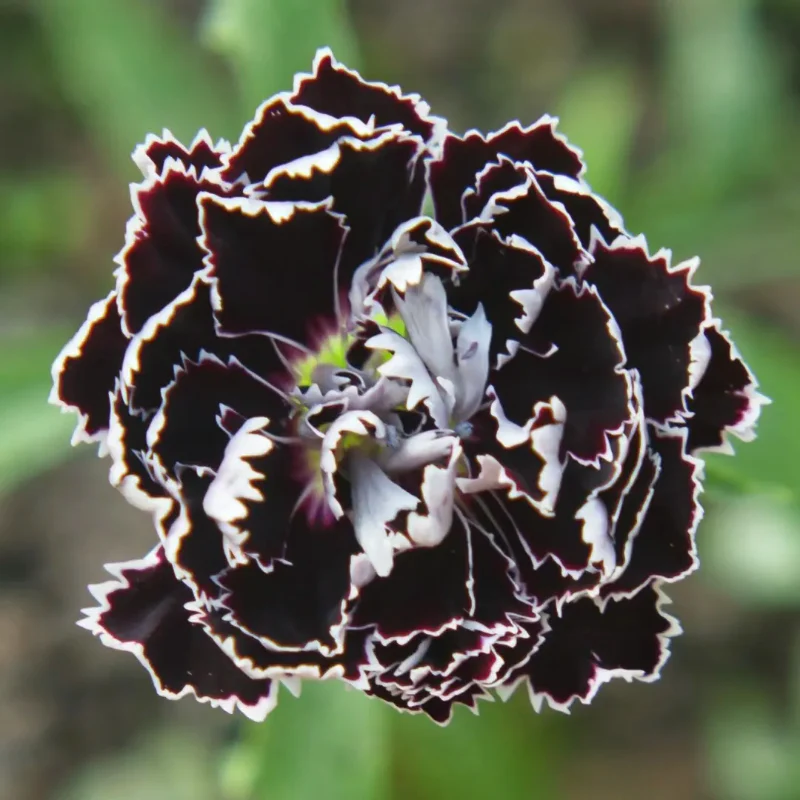 Dianthus Heddewigii Black White Carnation Flower Seed, Non GMO Heirloom - Image 2