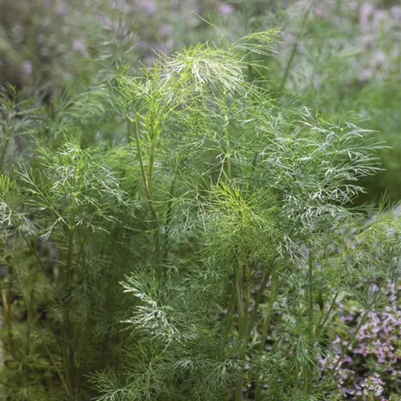 Dill, Mammoth - Image 3