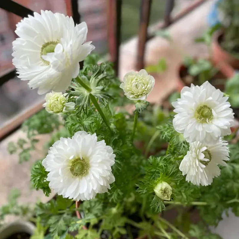 Double Anemone Seeds — Add Resilient Elegance to Your Garden! - Image 11