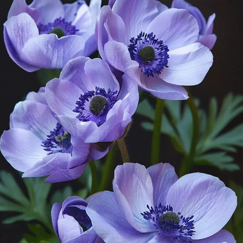 Double Anemone Seeds — Add Resilient Elegance to Your Garden! - Image 12
