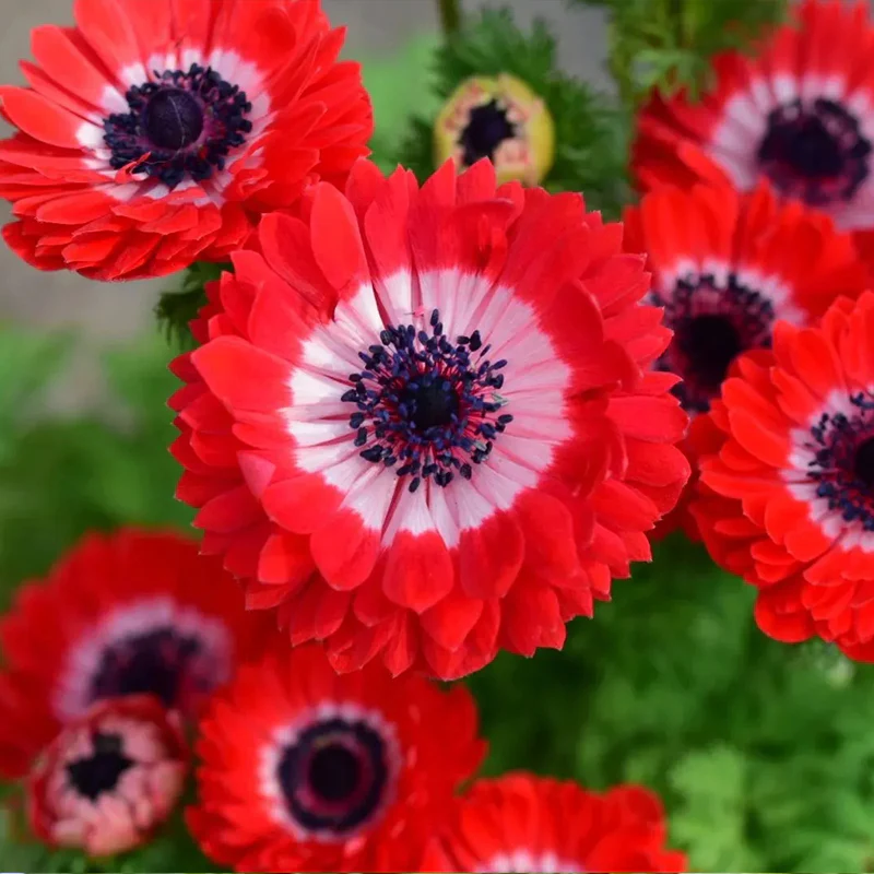 Double Anemone Seeds — Add Resilient Elegance to Your Garden! - Image 15