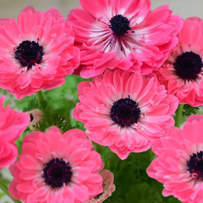 Double Anemone Seeds — Add Resilient Elegance to Your Garden! - Image 2