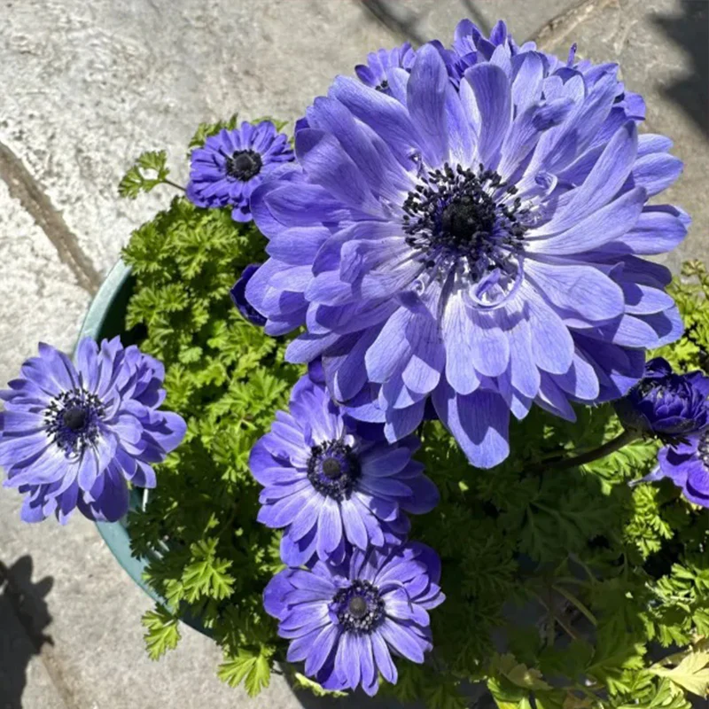 Double Anemone Seeds — Add Resilient Elegance to Your Garden! - Image 3