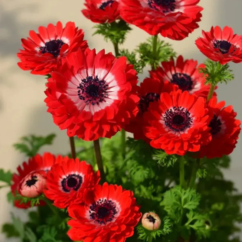 Double Anemone Seeds — Add Resilient Elegance to Your Garden! - Image 4