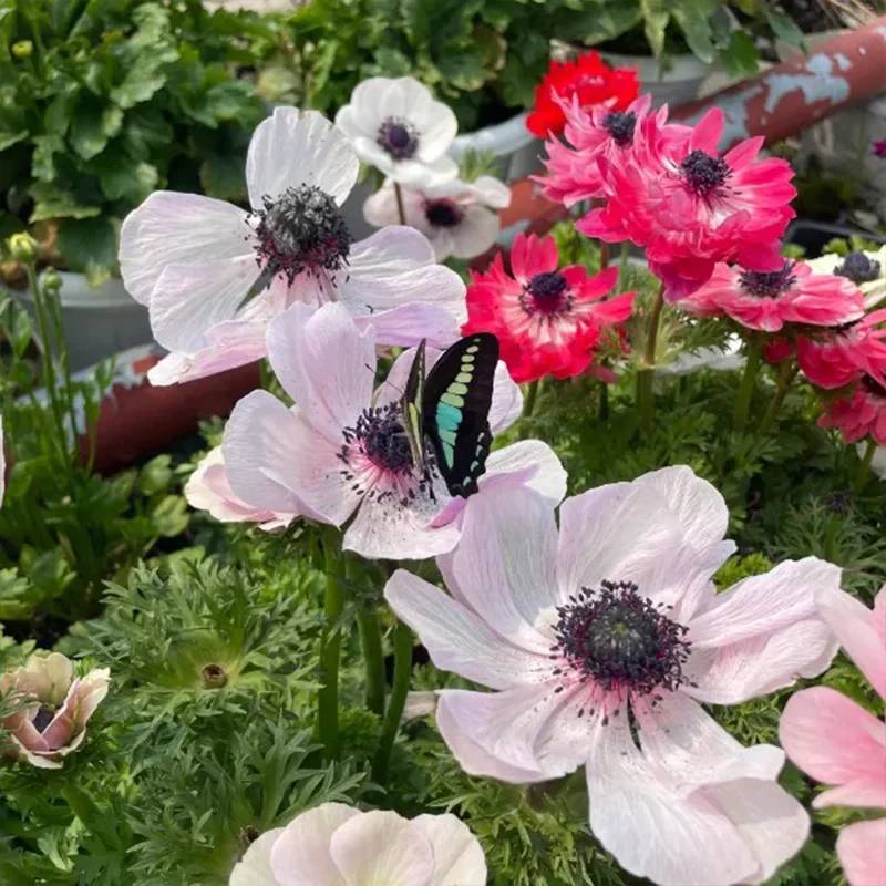 Double Anemone Seeds — Add Resilient Elegance to Your Garden! - Image 6