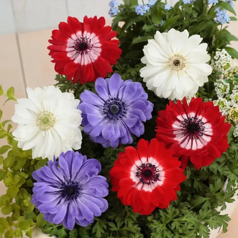Double Anemone Seeds — Add Resilient Elegance to Your Garden! - Image 9